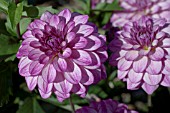 DAHLIA SEDUCTION (FORMAL DECORATIVE)