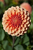 DAHLIA ROSE TOSCANO (FORMAL DECORATIVE)