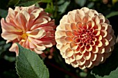 DAHLIA ROSE TOSCANO (FORMAL DECORATIVE)