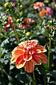 DAHLIA BE A SPORT (FORMAL DECORATIVE)