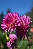 DAHLIA GLENBANK JOY (SEMI CACTUS)