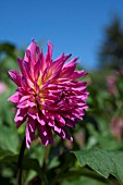 DAHLIA GLENBANK JOY (SEMI CACTUS)