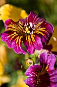 SALPIGLOSSIS SINUATA