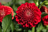 DAHLIA KENORA CHRISTMAS (FORMAL DECORATIVE)