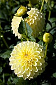 DAHLIA RUSKIN DIANE (FORMAL DECORATIVE)