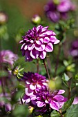 DAHLIA ALPEN MAGIC (FORMAL DECORATIVE)