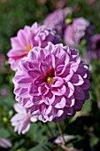 DAHLIA ALPEN MAGIC (FORMAL DECORATIVE)