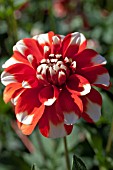 DAHLIA CANDY CANE (FORMAL DECORATIVE)