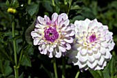 DAHLIA MICHAEL C (FORMAL DECORATIVE)