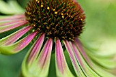 ECHINACEA PURPUREA GREEN ENVY