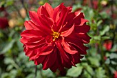 DAHLIA RED HAT (INFORMAL DECORATIVE)
