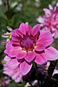 DAHLIA MADELINE