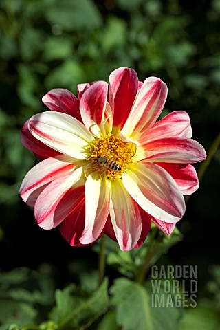 DAHLIA_JOSHUA_P_FORMAL_DECORATIVE