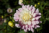 DAHLIA CHILSONS PRIDE (INFORMAL DECORATIVE)