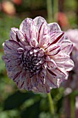 DAHLIA HULINS CARNIVAL (FORMAL DECORATIVE)