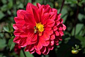 DAHLIA CHERRY WINE (FORMAL DECORATIVE)