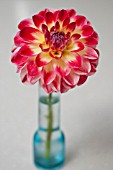 DAHLIA JOSHUA P IN BLUE GLASS VASE