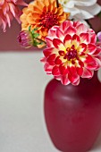 MIXED DAHLIAS IN VASE