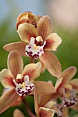 CYMBIDIUM SWEETHEART ORCHID ELEGANCE