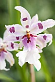 BEALLARA ORCHID PEGGY RUTH CARPENTER MORNING JOY, HCC/AOS