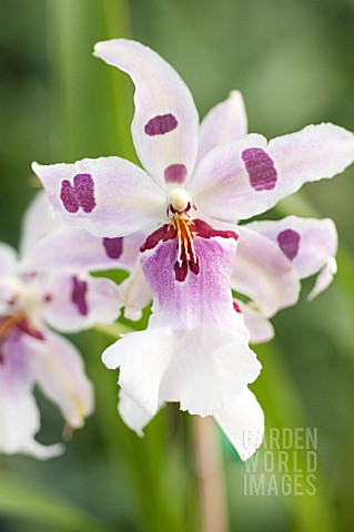 BEALLARA_ORCHID_PEGGY_RUTH_CARPENTER_MORNING_JOY_HCCAOS