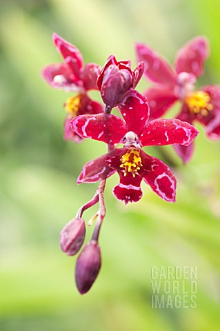 WILSONARA_KOLIBRI_WOODLANDS_MARVEL_HYBRID_ORCHID_HCCAOS