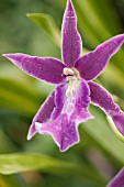 MILTASSIA PELICAN LAKE EVERGLADES ORCHID, AM/AOS