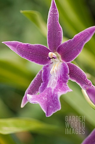 MILTASSIA_PELICAN_LAKE_EVERGLADES_ORCHID_AMAOS