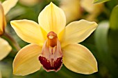 CYMBIDIUM RODCOS CREATION GOLDEN FOREVER, HYBRID ORCHID