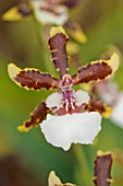 COLMANARA JUNGLE MONARCH ORCHID EVERGLADES