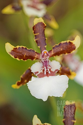 COLMANARA_JUNGLE_MONARCH_ORCHID_EVERGLADES