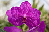 ASCOCENDA PRINCESS MIKASA PINK HYBRID ORCHID