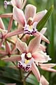 CYMBIDIUM SWEETHEART ORCHID ELEGANCE