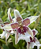 BEALLARA ORCHID TAHOMA GLACIER GREEN