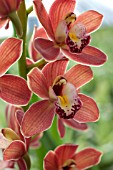 CYMBIDIUM IVY FUNG ORCHID TORCH, HCC/AOS