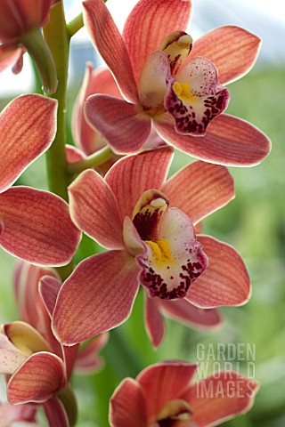 CYMBIDIUM_IVY_FUNG_ORCHID_TORCH_HCCAOS