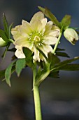 HELLEBORUS WINTER JEWELS® GOLDEN LOTUS