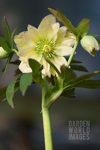 HELLEBORUS_WINTER_JEWELS_GOLDEN_LOTUS