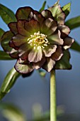 HELLEBORUS WINTER JEWELS® JADE TIGER