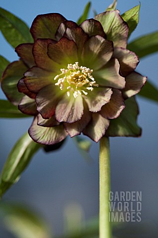 HELLEBORUS_WINTER_JEWELS_JADE_TIGER