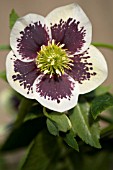 HELLEBORUS WINTER JEWELS®PAINTED