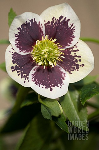 HELLEBORUS_WINTER_JEWELSPAINTED