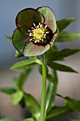 HELLEBORUS WINTER JEWELS ® JADE STAR,