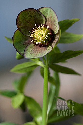 HELLEBORUS_WINTER_JEWELS__JADE_STAR