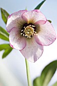 HELLEBORUS WINTER JEWELS® CHERRY BLOSSOM