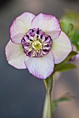 HELLEBORUS WINTER JEWELS® CHERRY BLOSSOM