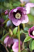 HELLEBORUS WINTER JEWELS® CHERRY BLOSSOM