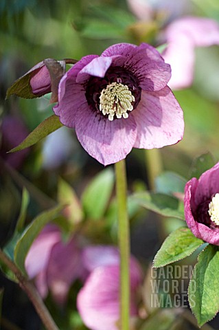 HELLEBORUS_WINTER_JEWELS_CHERRY_BLOSSOM