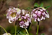 HELLEBORUS WINTER JEWELS® PEPPERMINT ICE