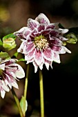 HELLEBORUS WINTER JEWELS® JADE TIGER